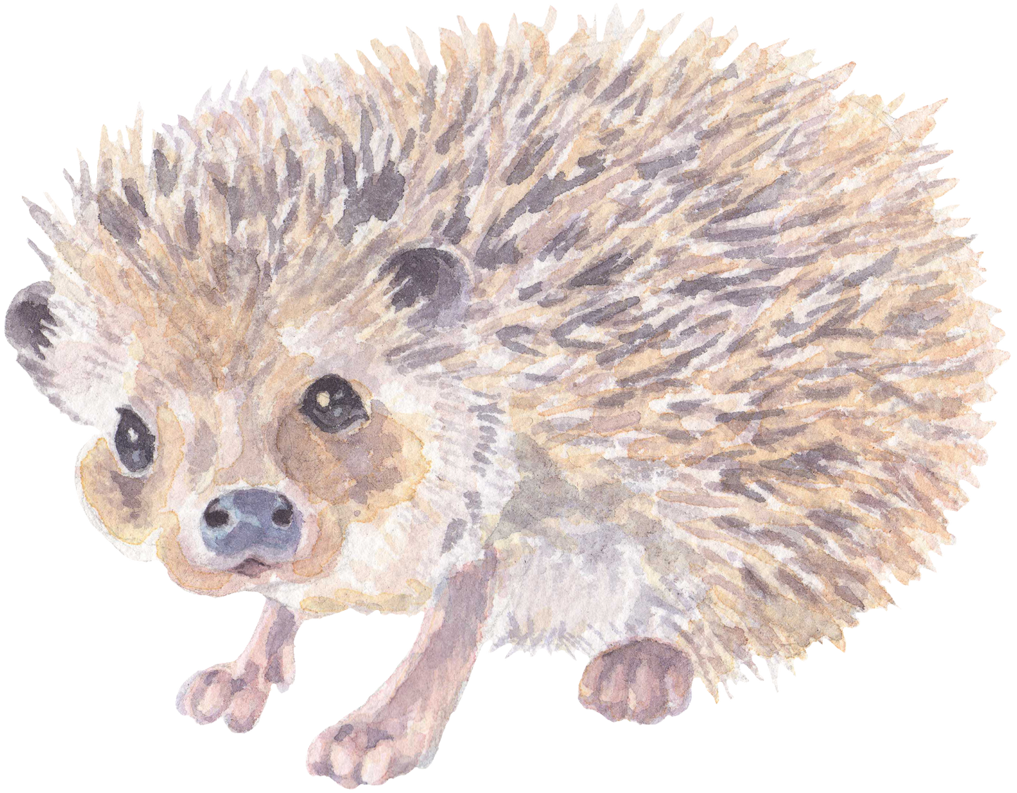325 Hedgehog Personalised Self Adhesive Address Handmade by Labels Stickers
