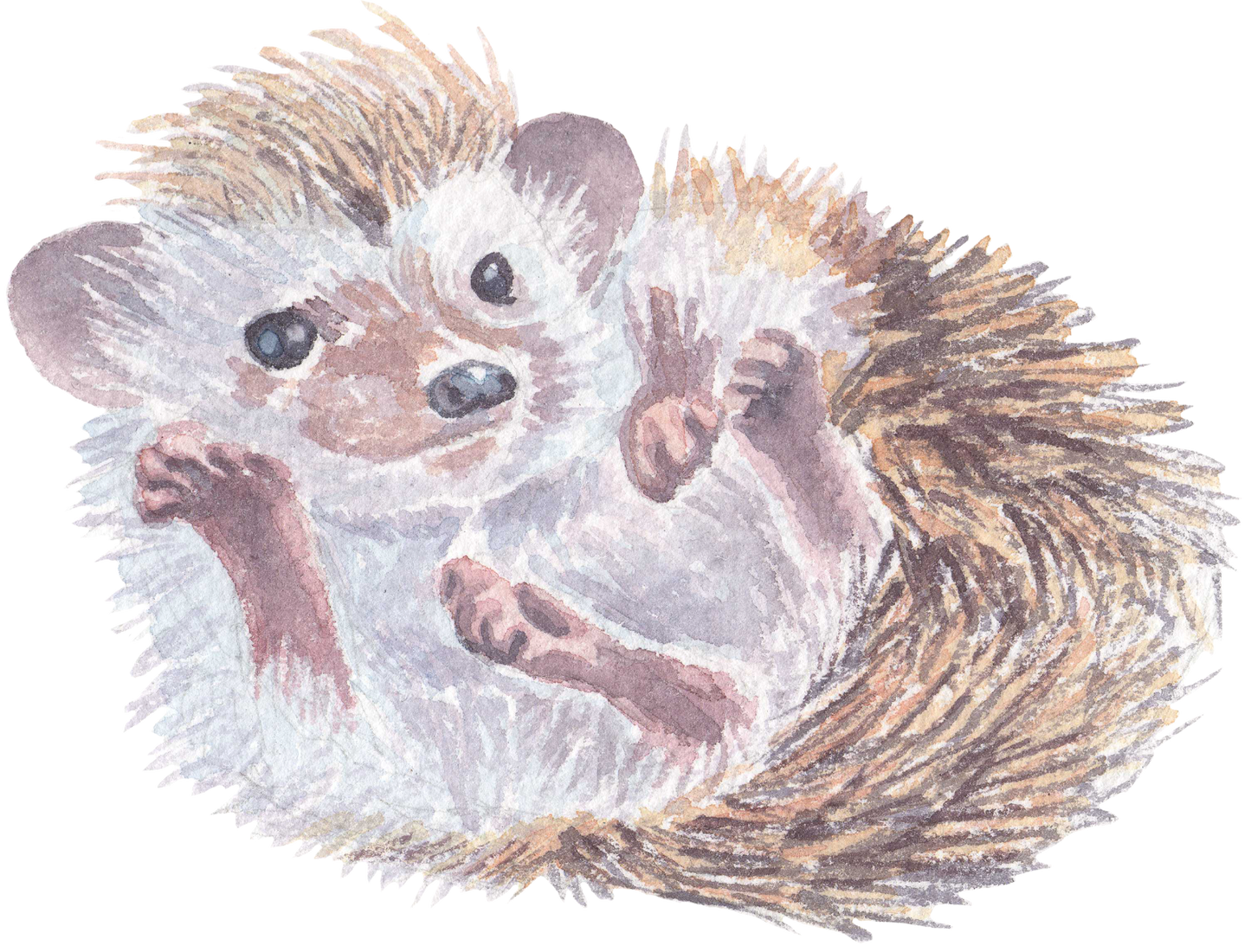 325 Hedgehog Personalised Self Adhesive Address Handmade by Labels Stickers