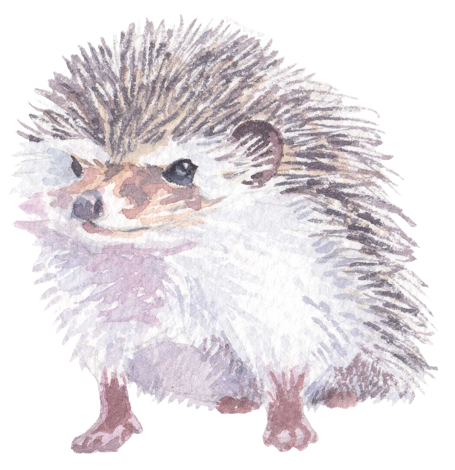 325 Hedgehog Personalised Self Adhesive Address Handmade by Labels Stickers