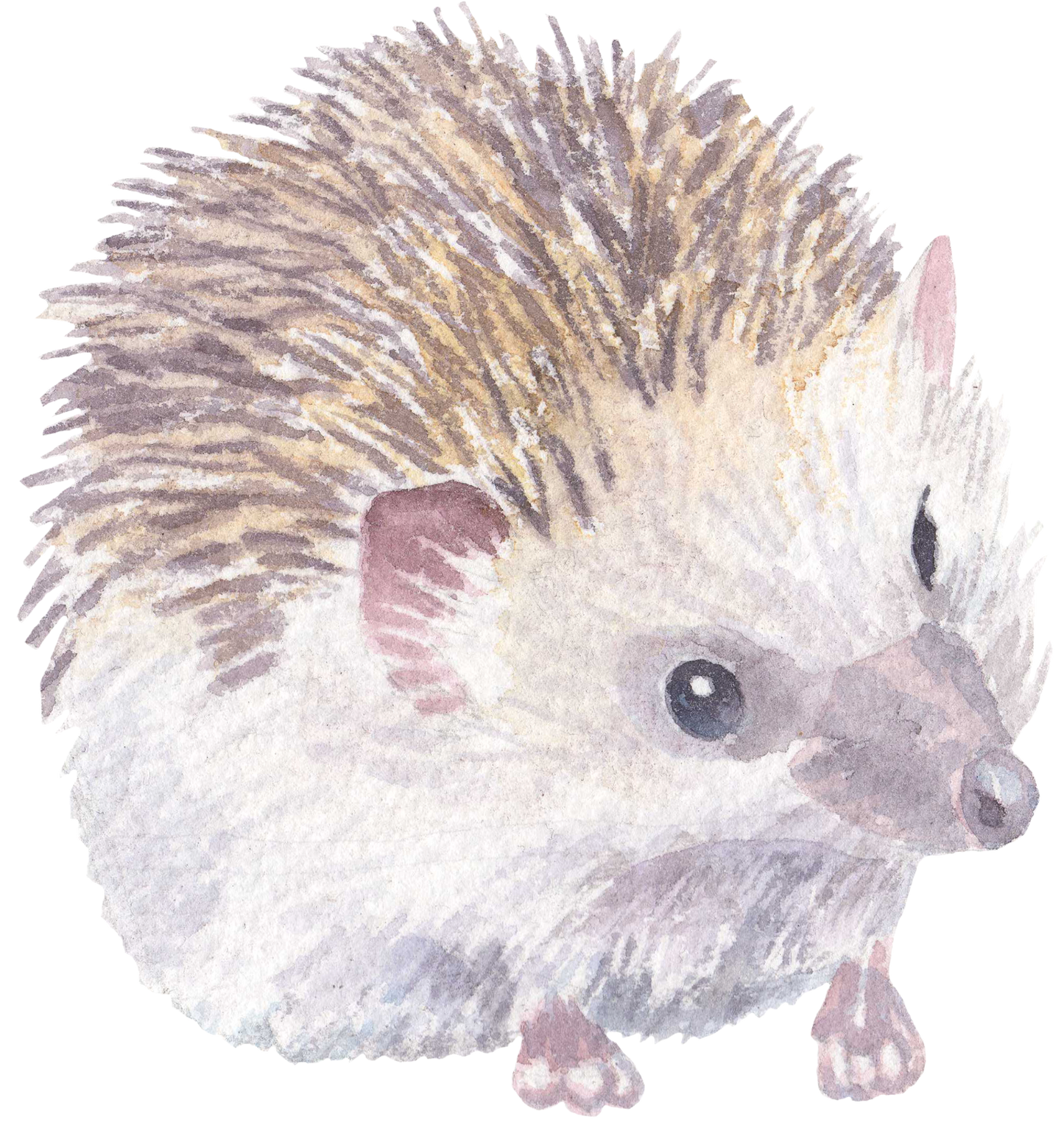 325 Hedgehog Personalised Self Adhesive Address Handmade by Labels Stickers