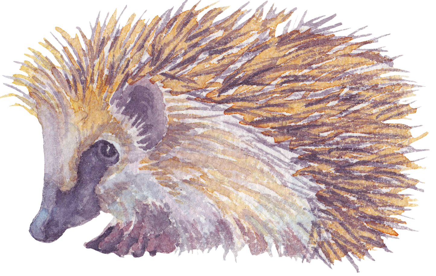 325 Hedgehog Personalised Self Adhesive Address Handmade by Labels Stickers