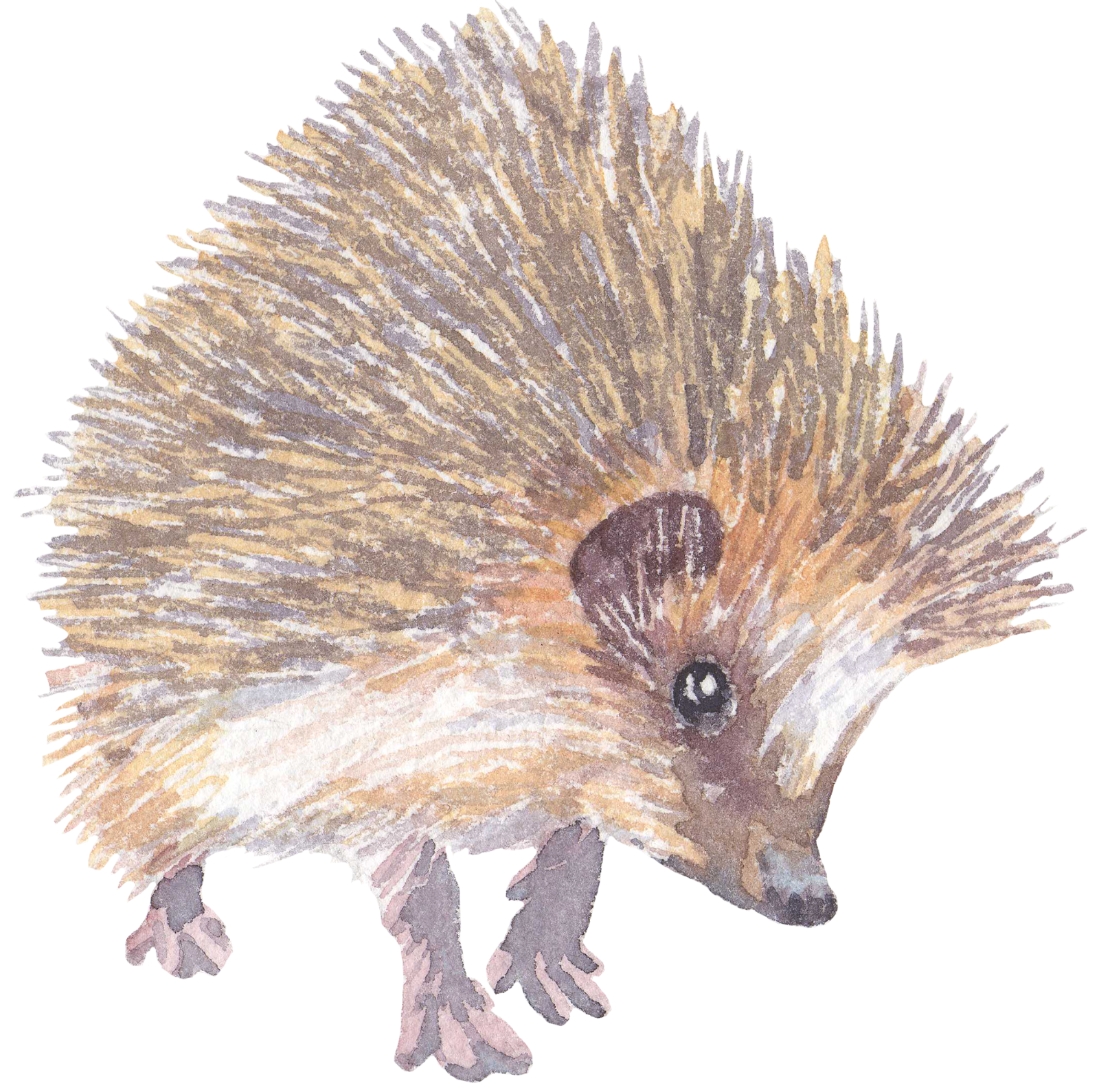 325 Hedgehog Personalised Self Adhesive Address Handmade by Labels Stickers