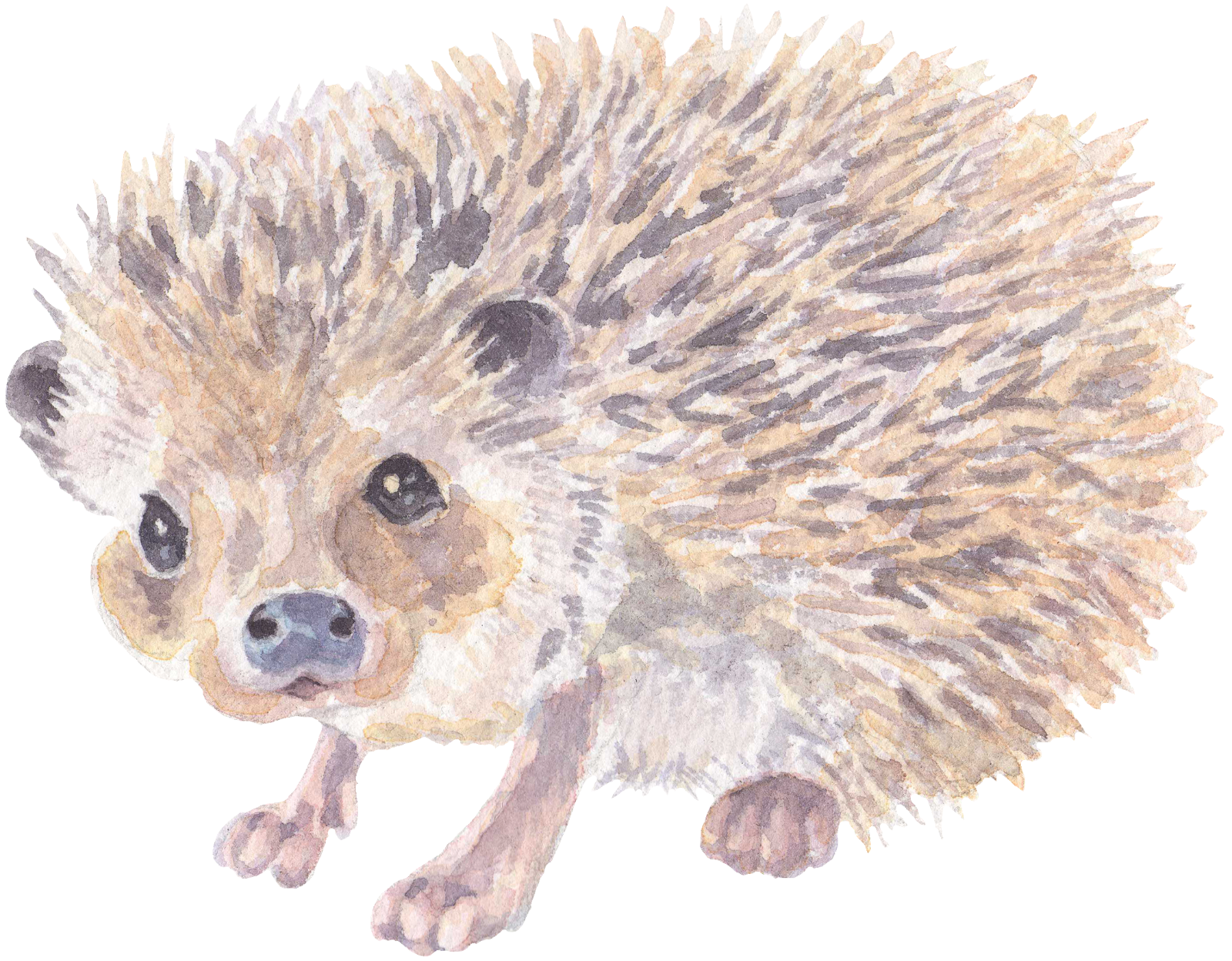 325 Hedgehog Personalised Self Adhesive Address Handmade by Labels Stickers