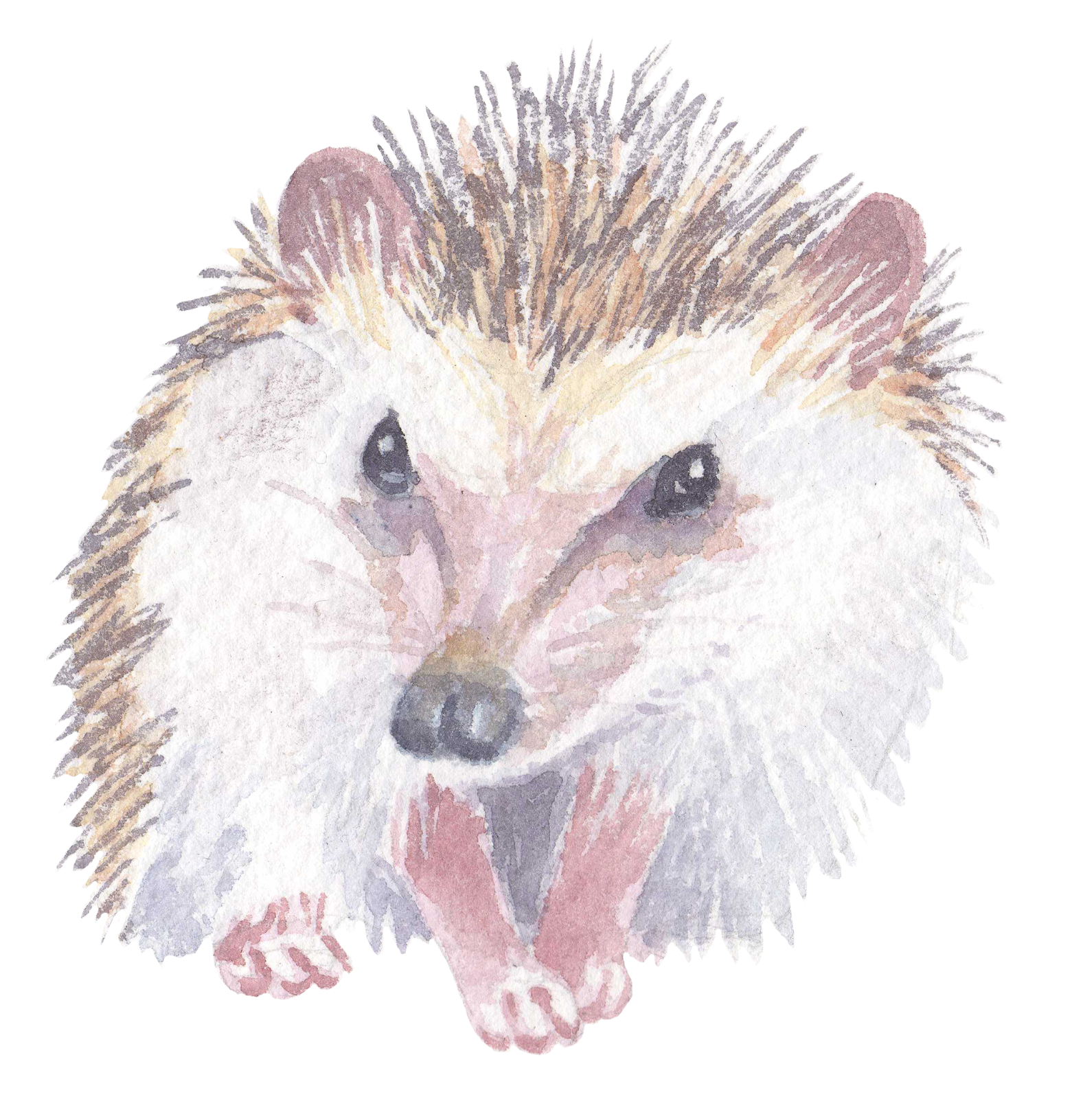 325 Hedgehog Personalised Self Adhesive Address Handmade by Labels Stickers