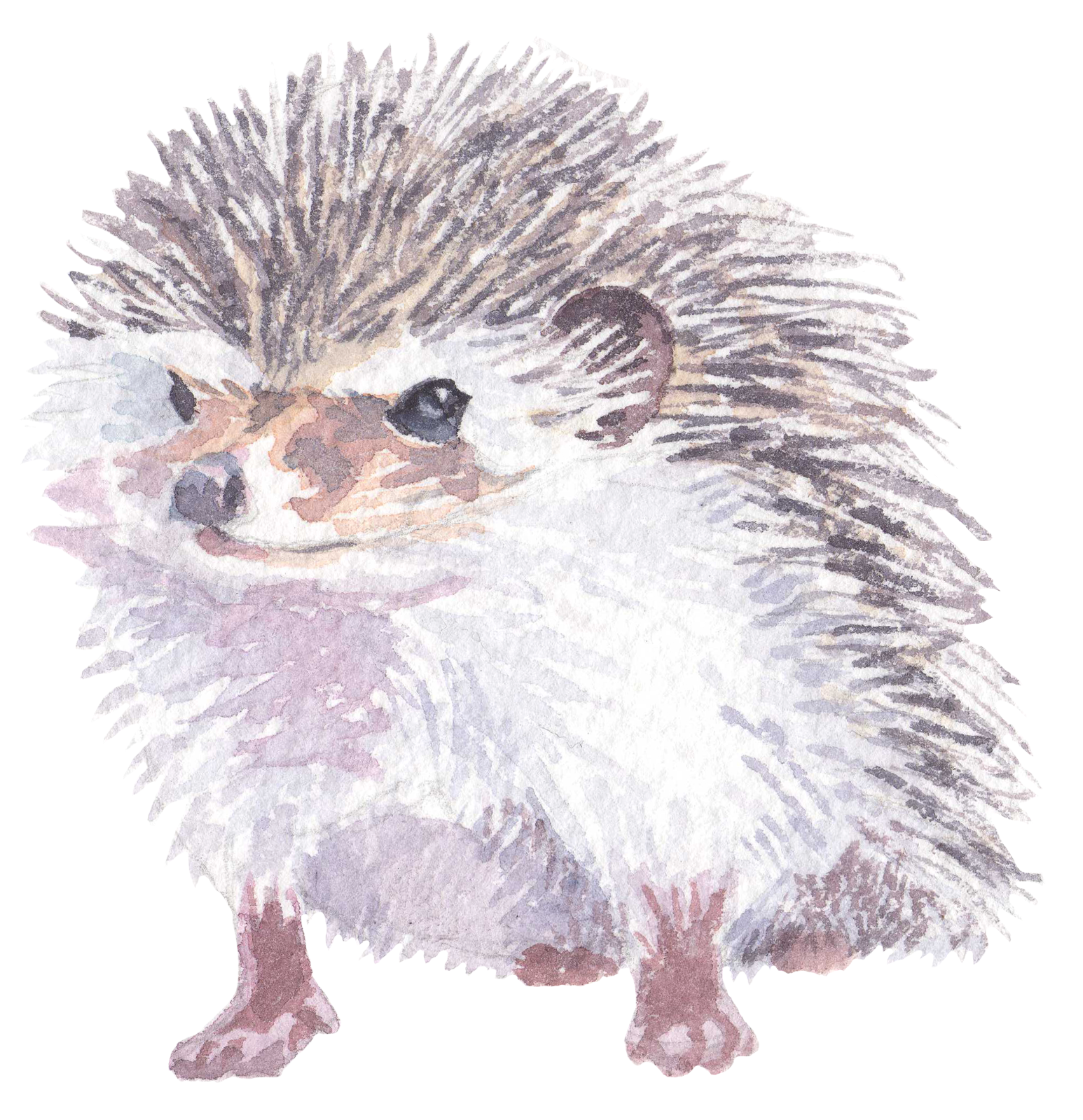 325 Hedgehog Personalised Self Adhesive Address Handmade by Labels Stickers