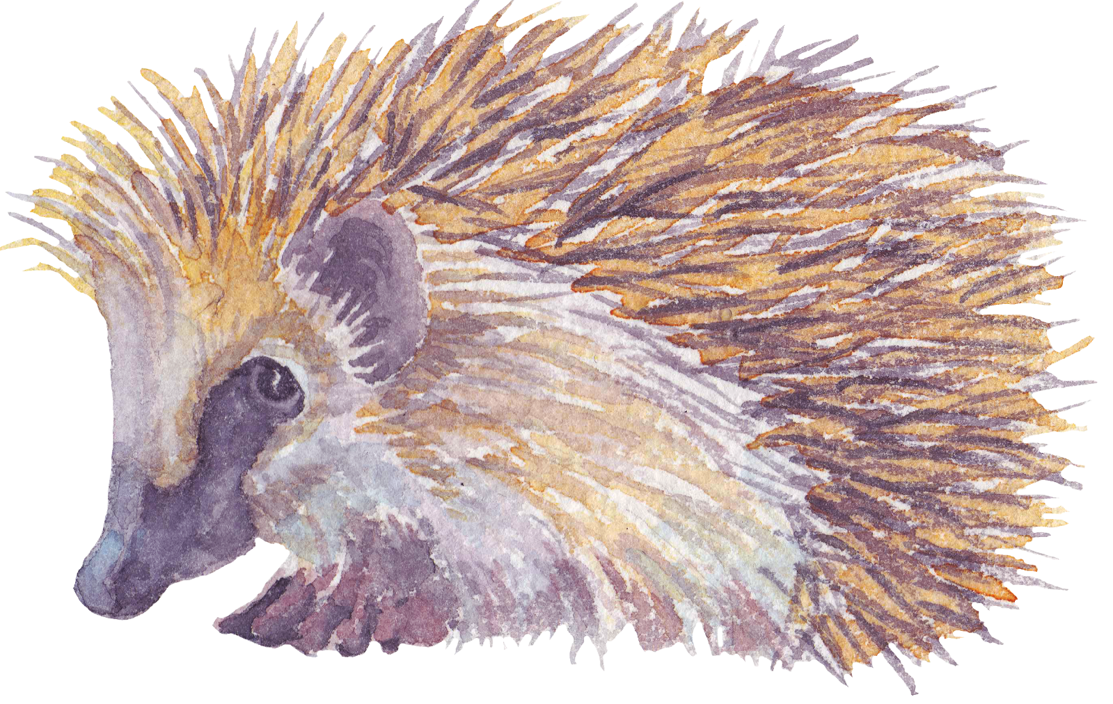 325 Hedgehog Personalised Self Adhesive Address Handmade by Labels Stickers